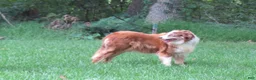 Border Collie dogs for sale: Border Collie 1 - Ad 7