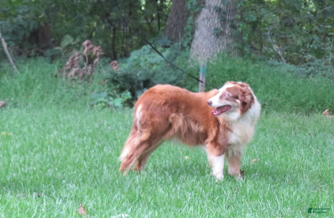 Border Collie dogs for sale: Border Collie 1 - Ad 7