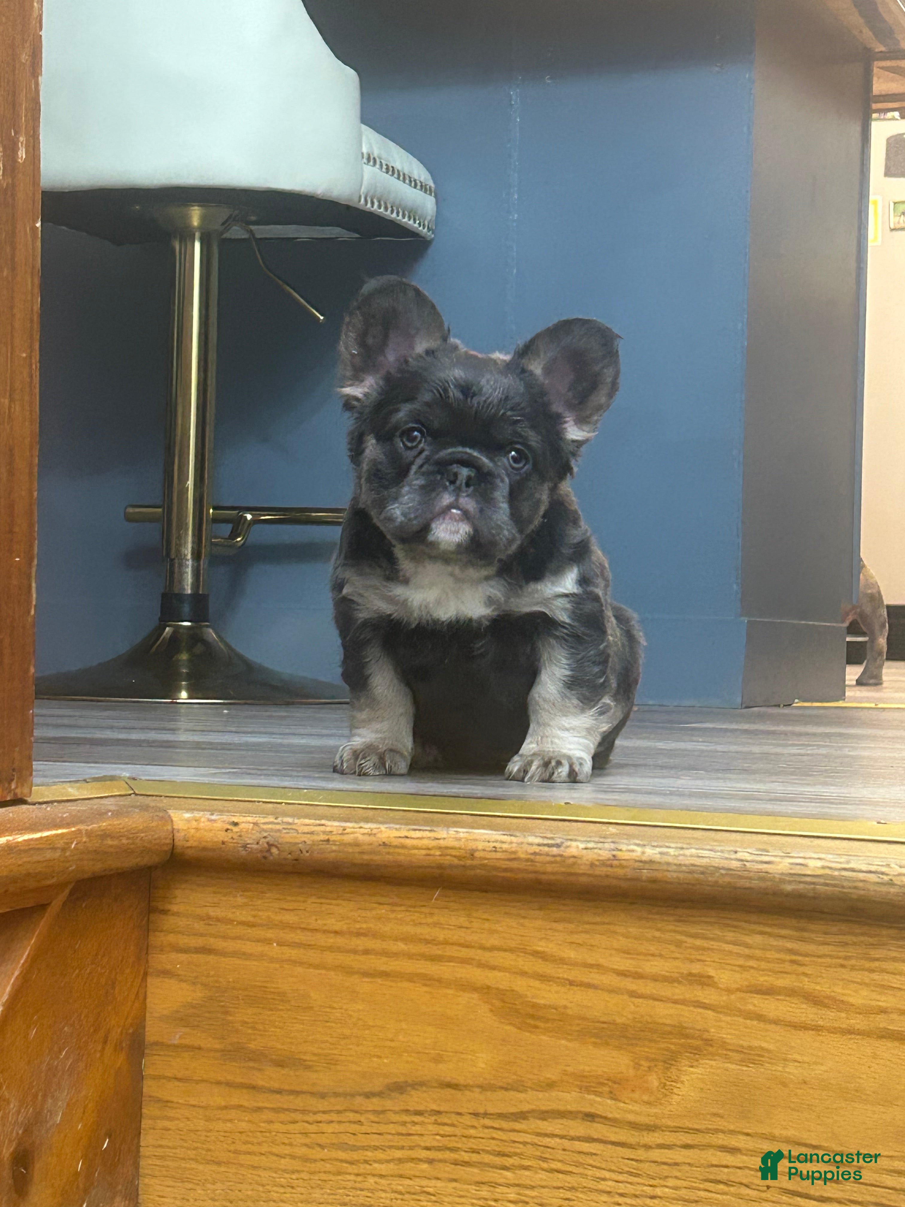 French Bulldog dogs French Bulldog Puppy 1 - Ad 2