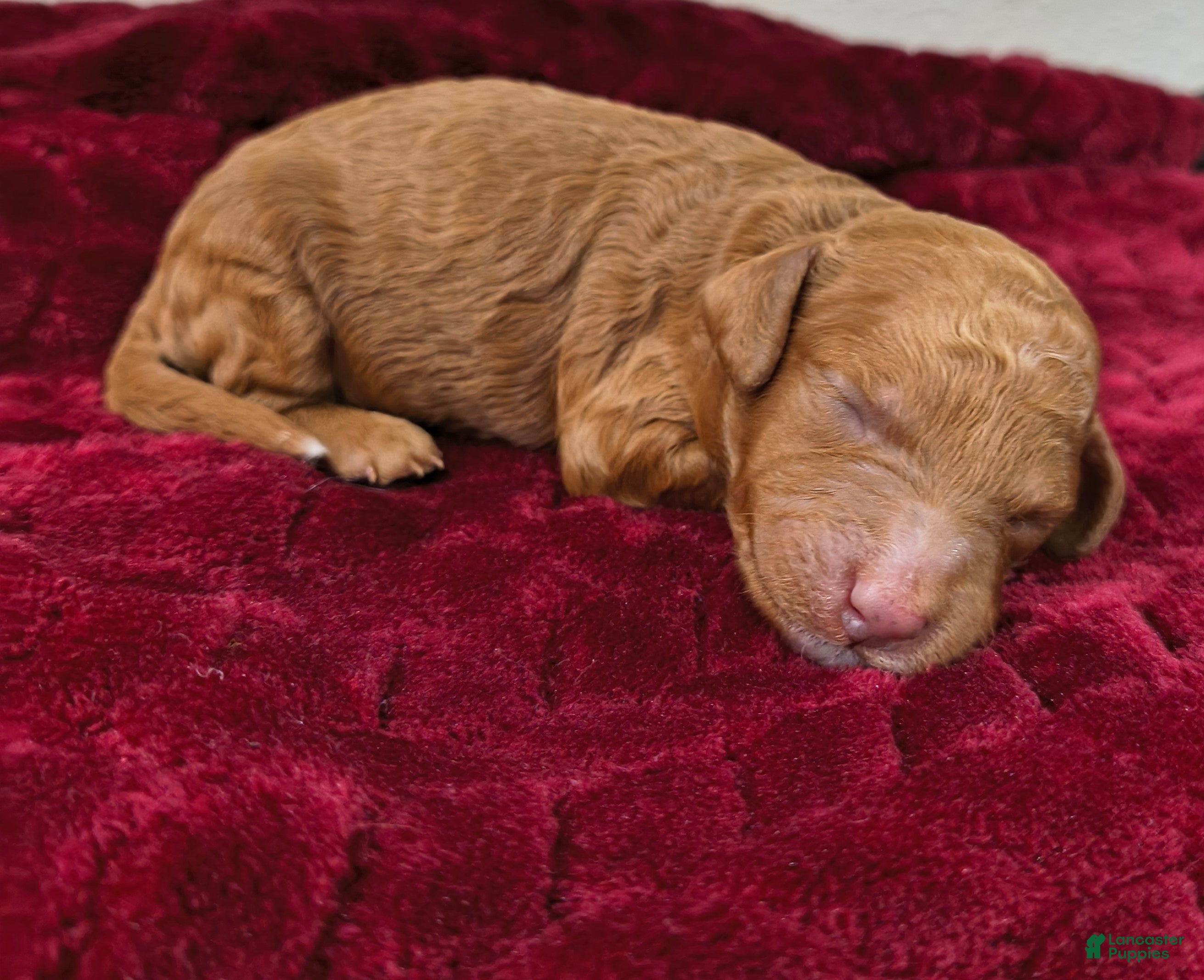Mini Goldendoodle dogs Piglet - Ad 8