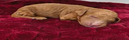 Mini Goldendoodle dogs for sale: Piglet - Ad 1