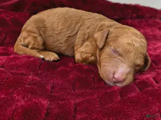 Mini Goldendoodle dogs Piglet - Ad 8