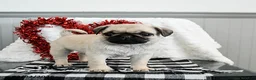 Pug dogs for sale: Peanut  - Ad 4