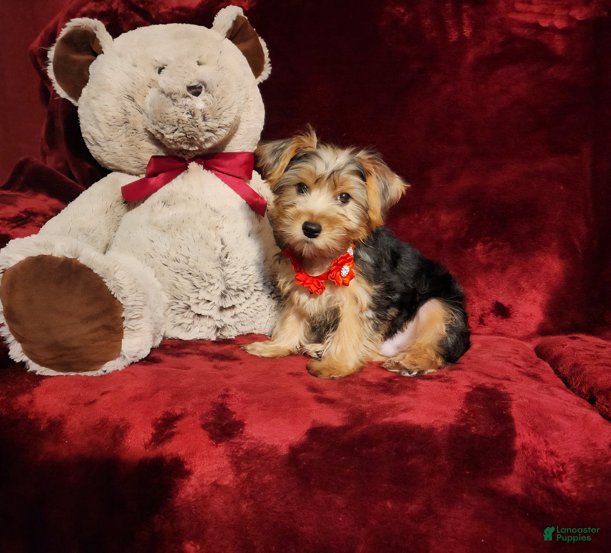Yorkshire Terrier dogs WINSTON - Ad 16