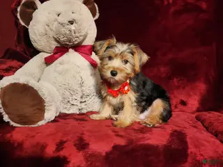 Yorkshire Terrier dogs WINSTON - Ad 16