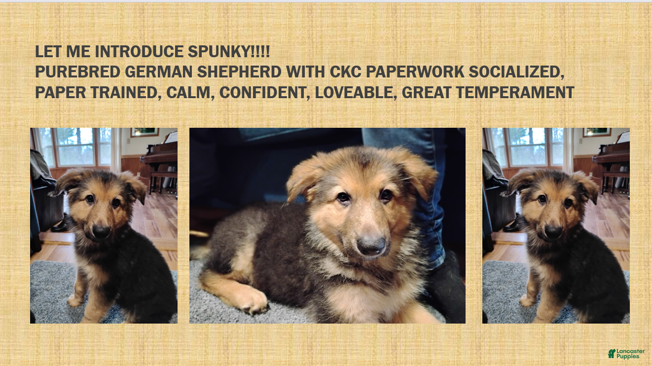 German Shepherd dogs Purebred German Shepherd  - Ad 7