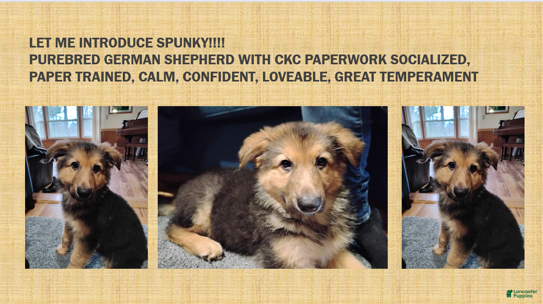 German Shepherd dogs for sale: Purebred German Shepherd  - Ad 1