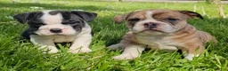 Mixed Breed dogs for sale: Seal Merle Mini Bulldog Boy - Ad 5
