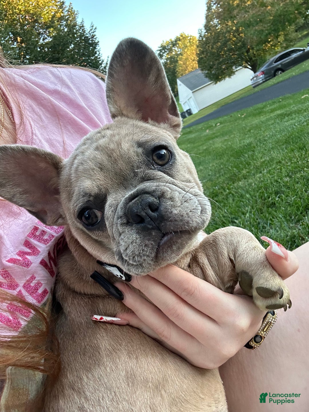 French Bulldog dogs for sale: Trina - Ad 1