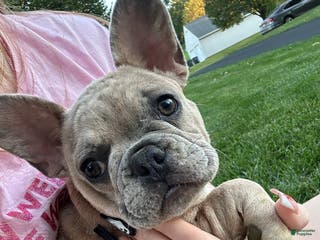 French Bulldog dogs Trina - Ad 40