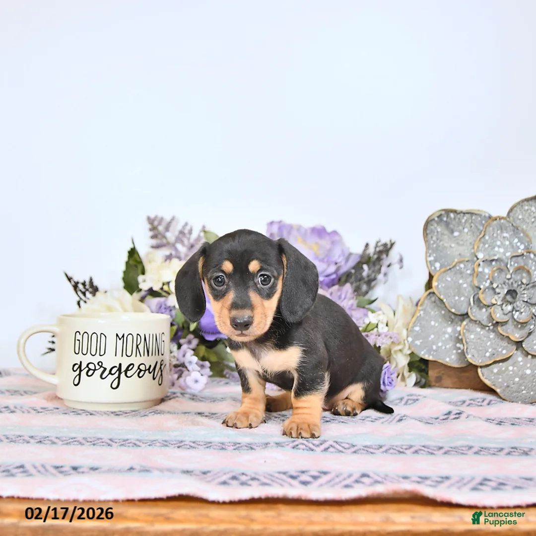 Miniature Dachshund dogs for sale: Oreo - Ad 4