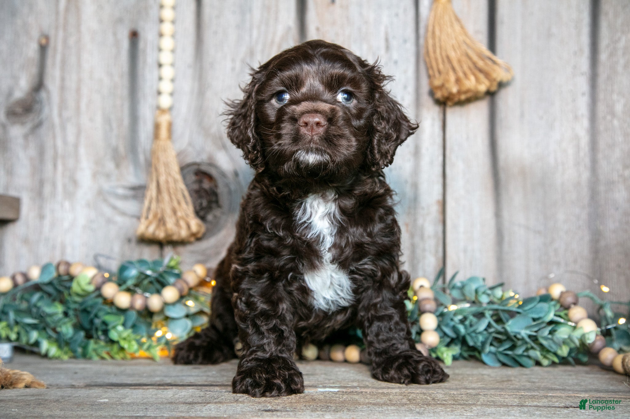 Cocker Spaniel dogs Chance - Ad 1