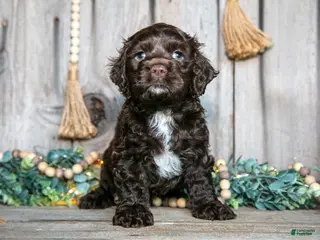 Cocker Spaniel dogs for sale: Chance - Ad 1