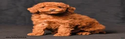 Toy Poodle dogs for sale: Bentley - Ad 4