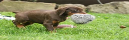 Doberman Pinscher dogs for sale:  Daisy (Red Rust) 🖤🐾 - Ad 19