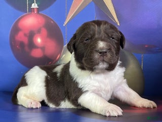 Mixed Breed dogs Stewie OFA DNA - Ad 4