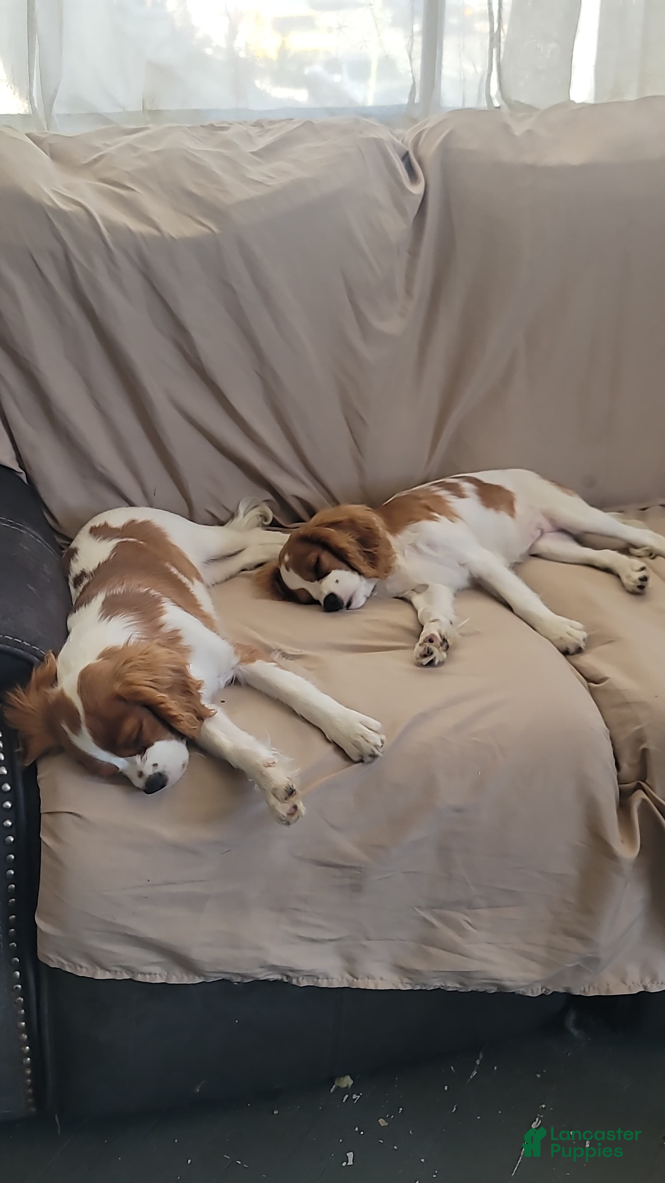 Cavalier King Charles Spaniel dogs Oliver - Ad 2