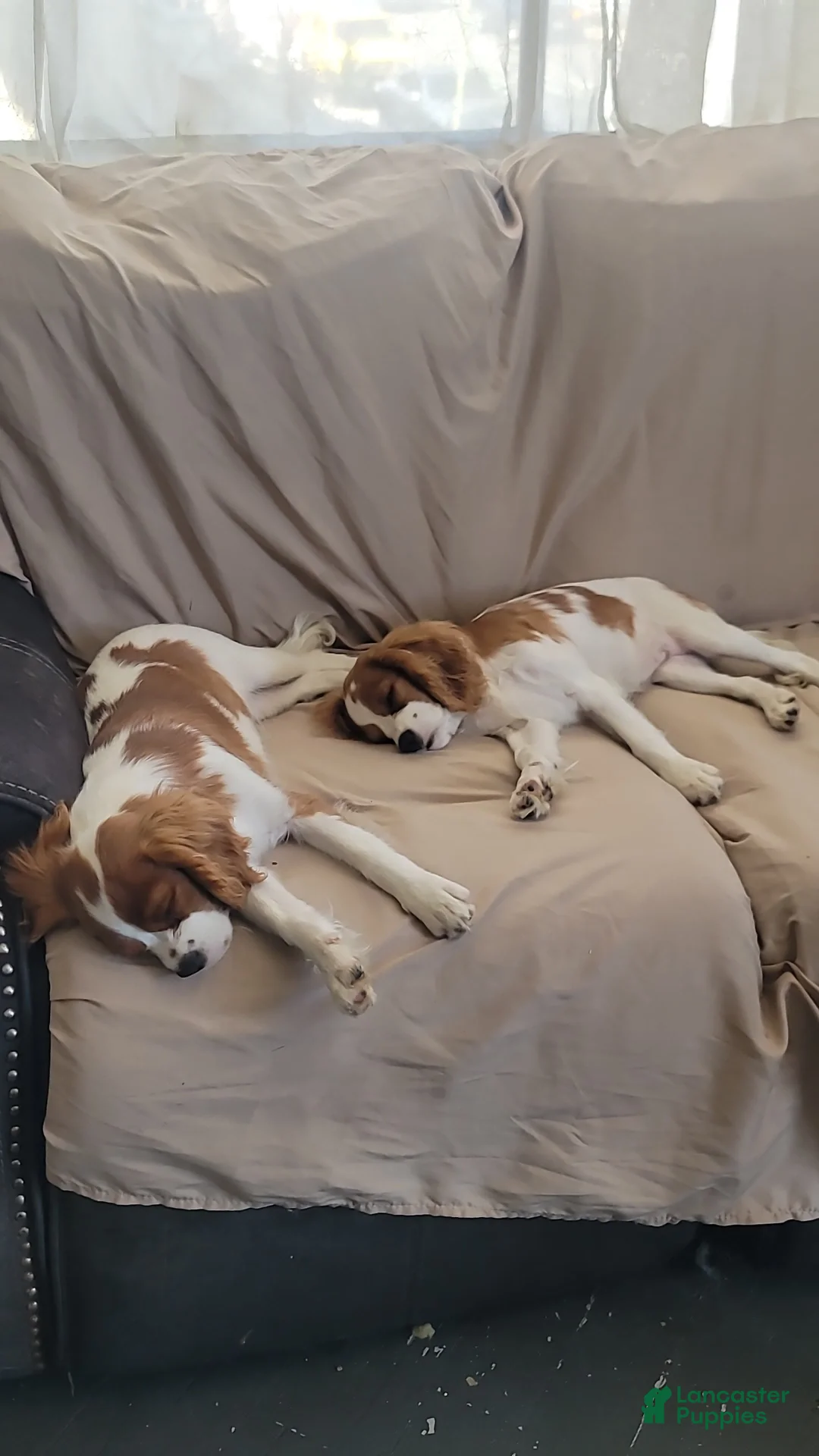 Cavalier King Charles Spaniel dogs for sale: Oliver - Ad 2