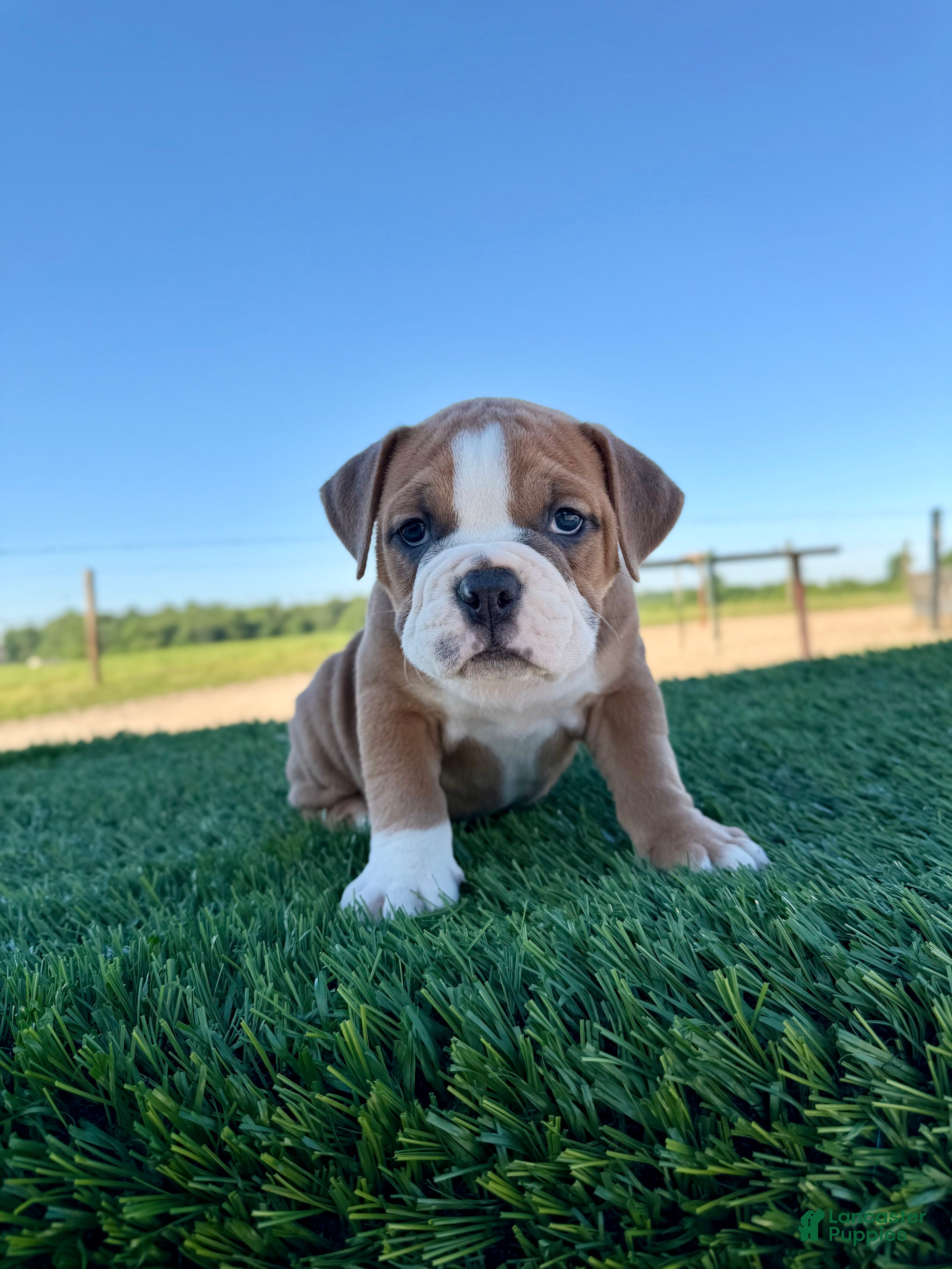 Olde English Bulldogge dogs Milo - Ad 1