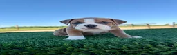 Olde English Bulldogge dogs for sale: Milo - Ad 1