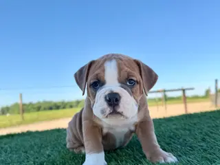 Olde English Bulldogge dogs for sale: Milo - Ad 1