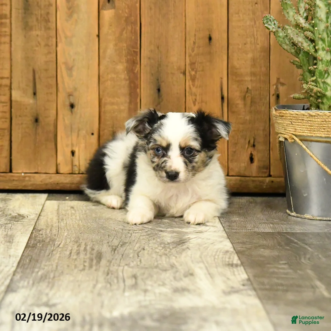Miniature Australian Shepherd dogs for sale: Roger - Ad 4