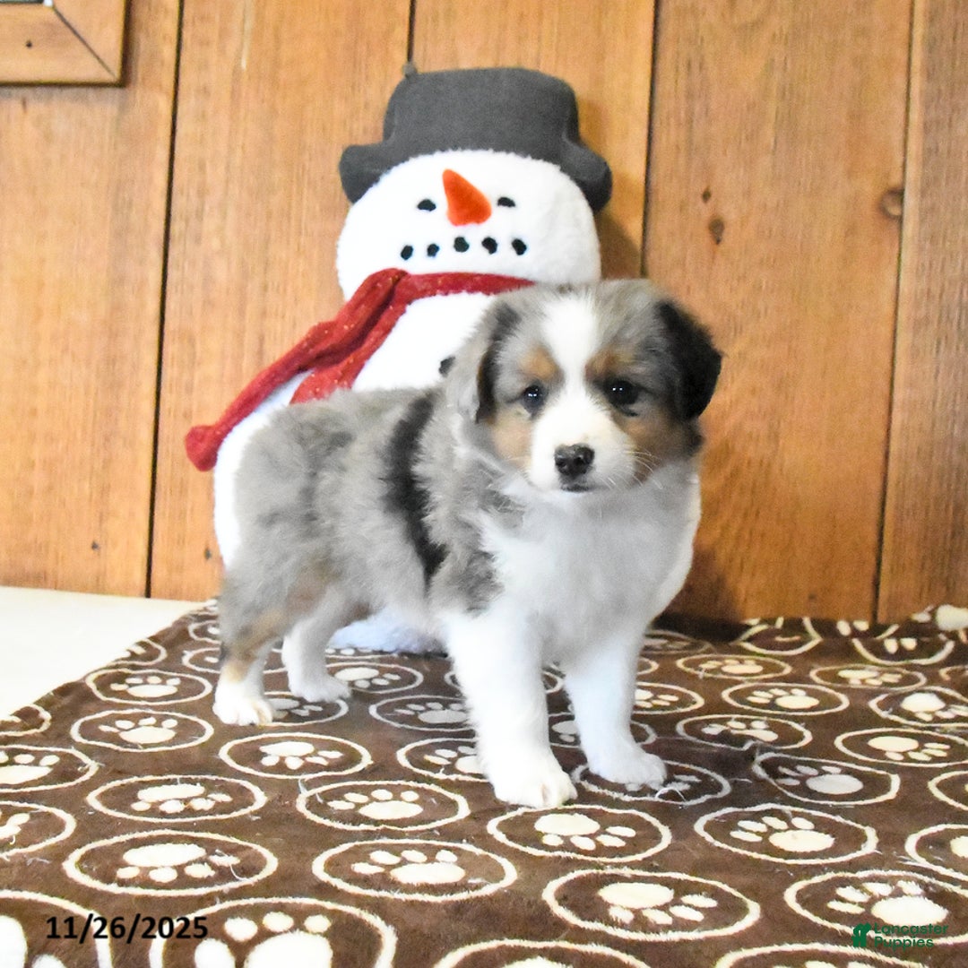 Miniature Australian Shepherd dogs for sale: Vixen - Ad 2