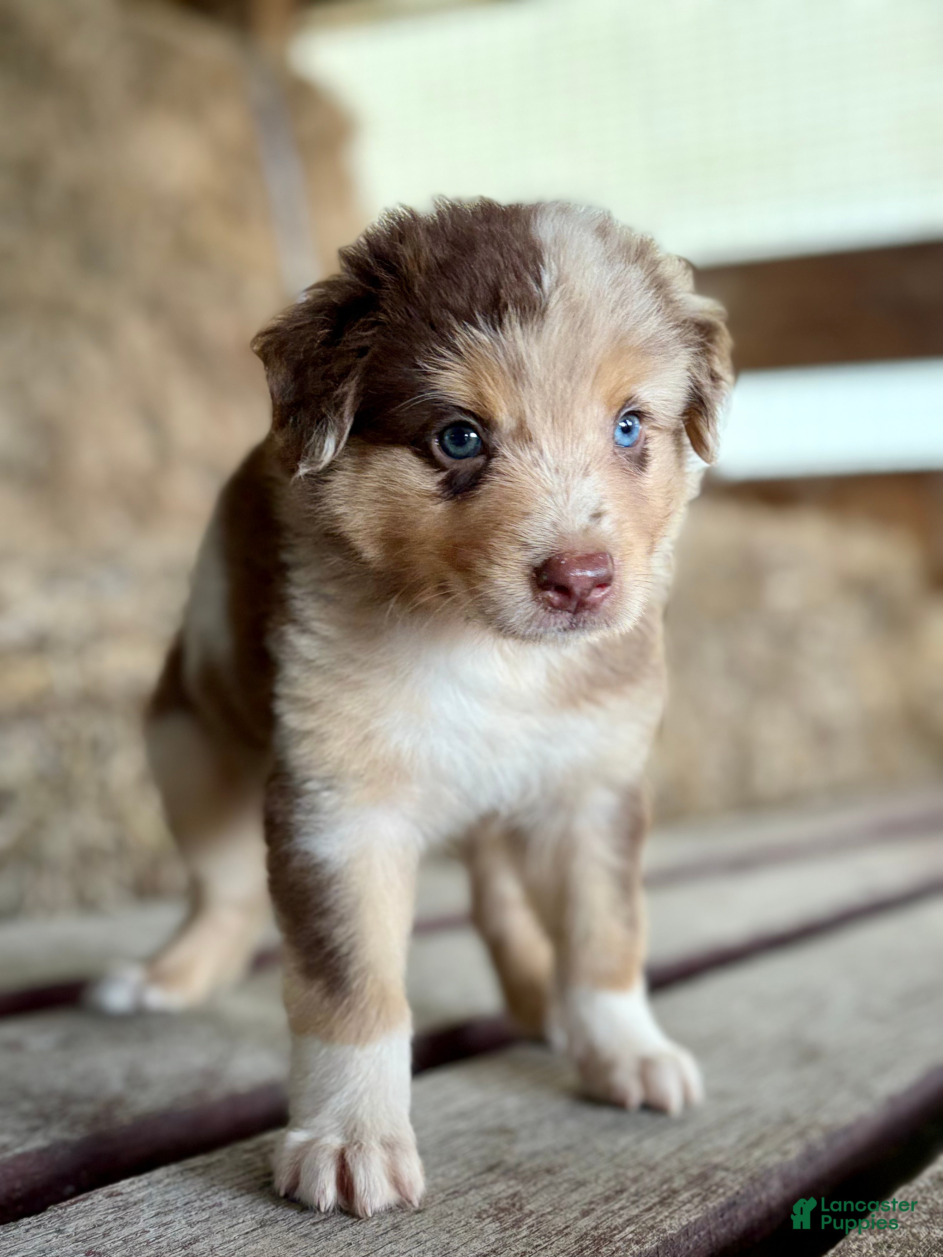 Australian Shepherd dogs Atlas - Ad 2