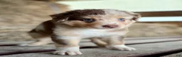 Australian Shepherd dogs for sale: Atlas - Ad 2