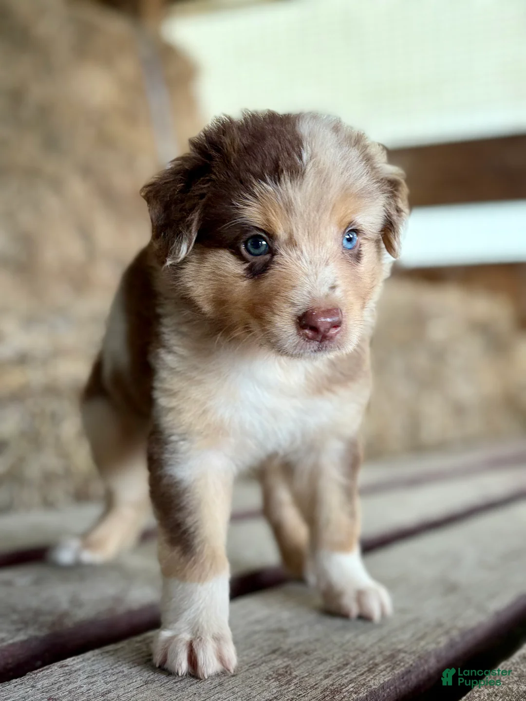 Australian Shepherd dogs for sale: Atlas - Ad 2