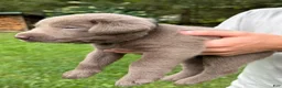 Labrador Retriever dogs for sale: Brutus - Ad 2