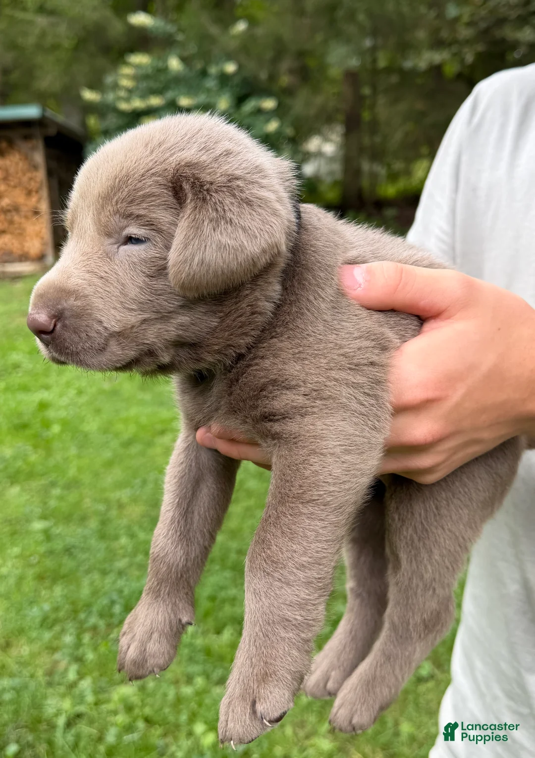 Labrador Retriever dogs for sale: Brutus - Ad 2