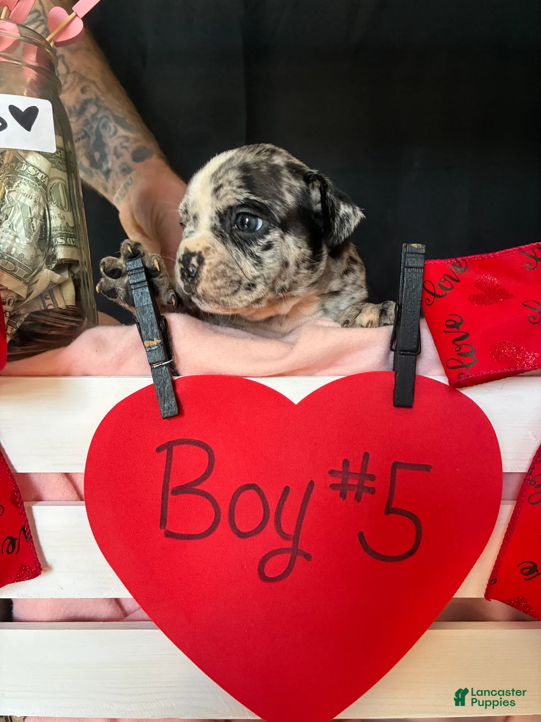 Olde English Bulldogge dogs for sale: Olde English Bulldogge Puppy 5 - Ad 7