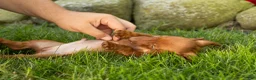 Miniature Dachshund dogs for sale: Ike  - Ad 1