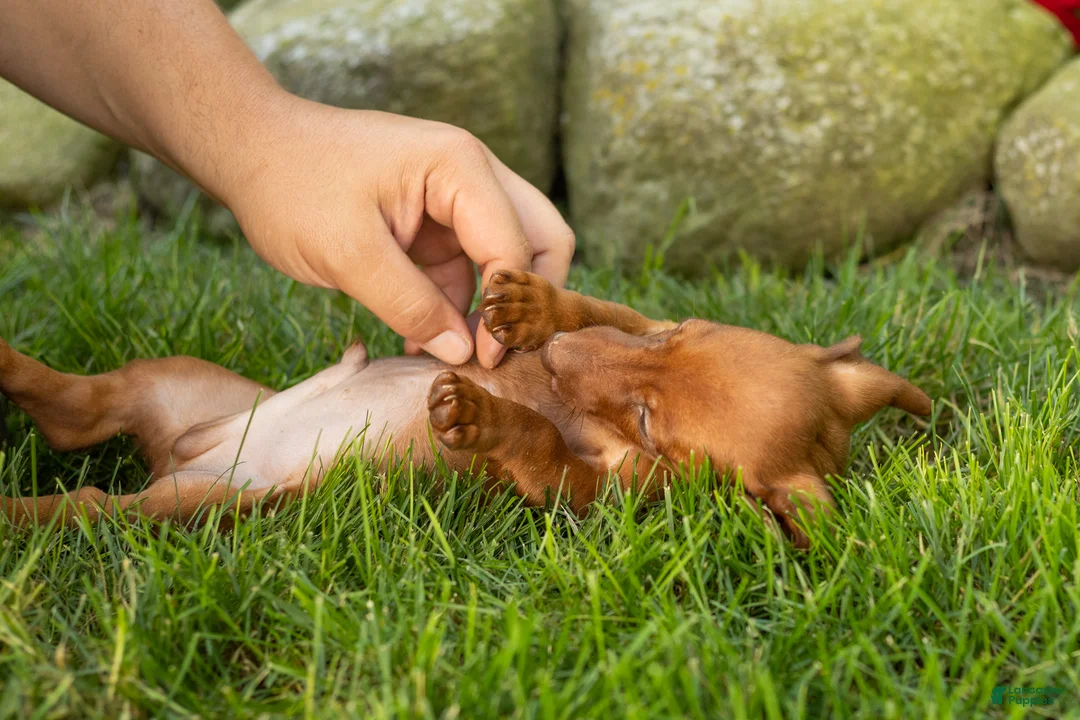 Miniature Dachshund dogs for sale: Ike  - Ad 1