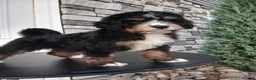 Bernedoodle dogs for sale: King - Ad 2