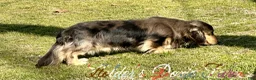 Miniature Dachshund dogs for sale: Haven - Ad 7