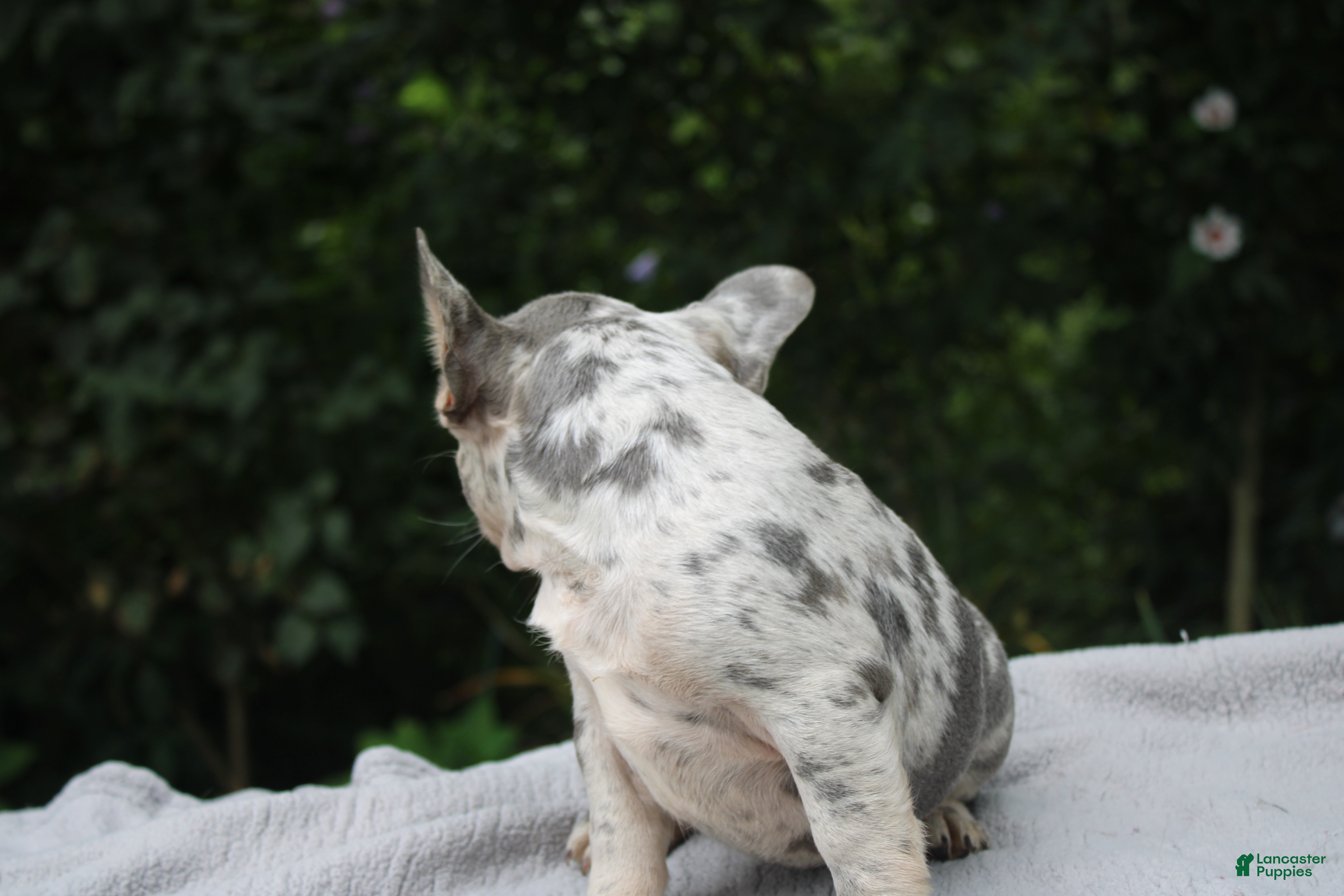 French Bulldog dogs OREO - Ad 2