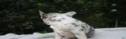 French Bulldog dogs for sale: OREO - Ad 2