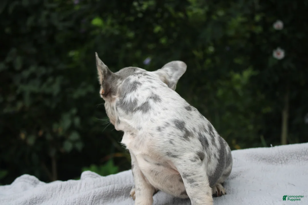 French Bulldog dogs for sale: OREO - Ad 2