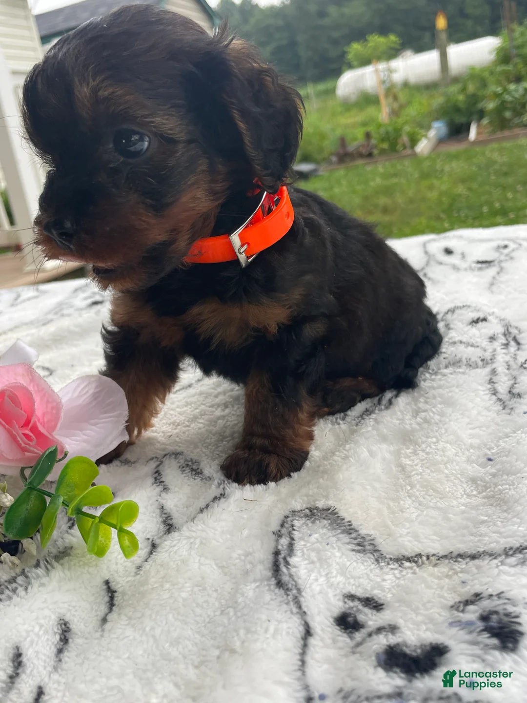 Yorkiepoo dogs for sale: Wally - Ad 4