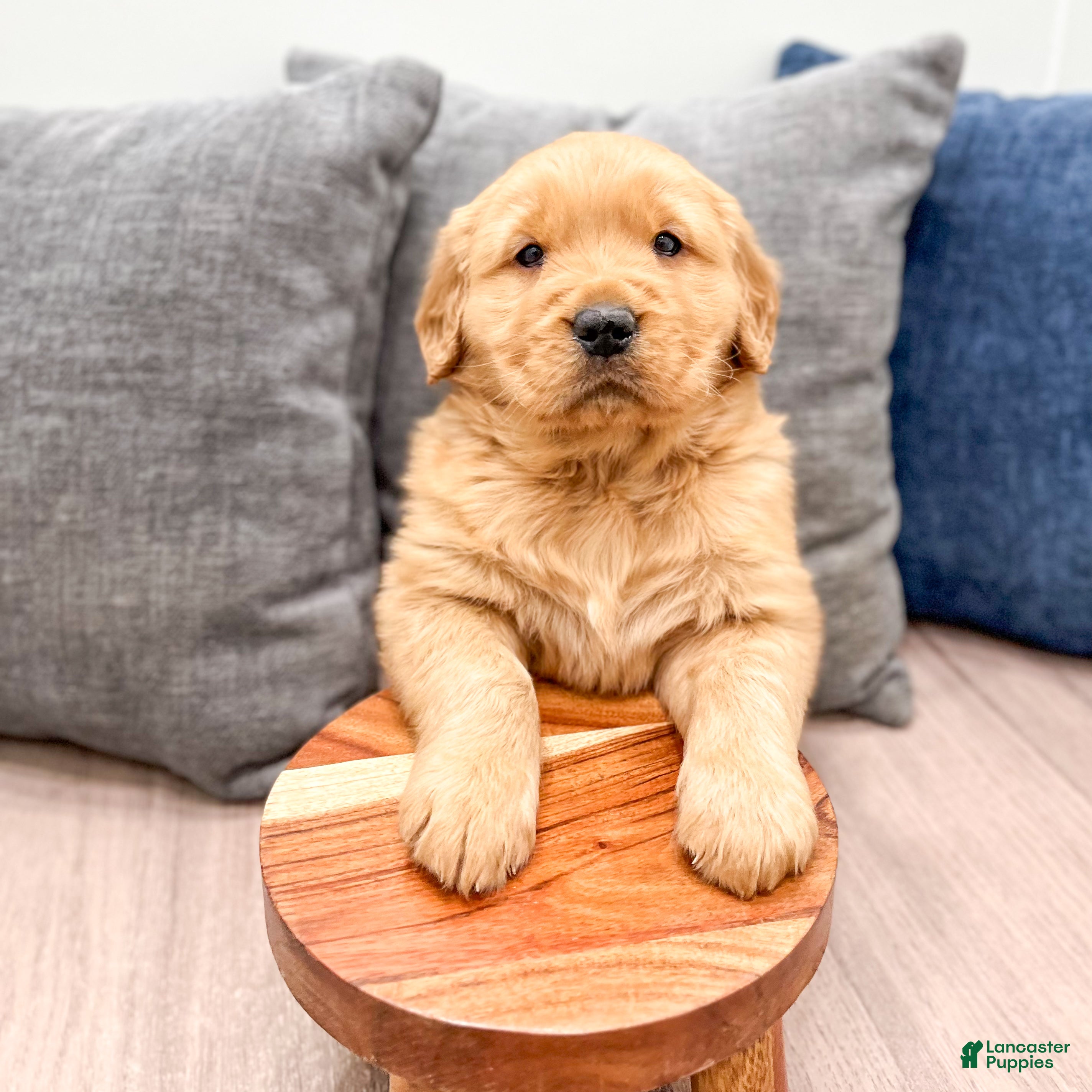 Golden Retriever dogs Harper - Ad 2