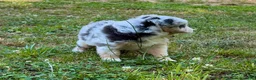 Miniature Australian Shepherd dogs for sale: Princess - Ad 4