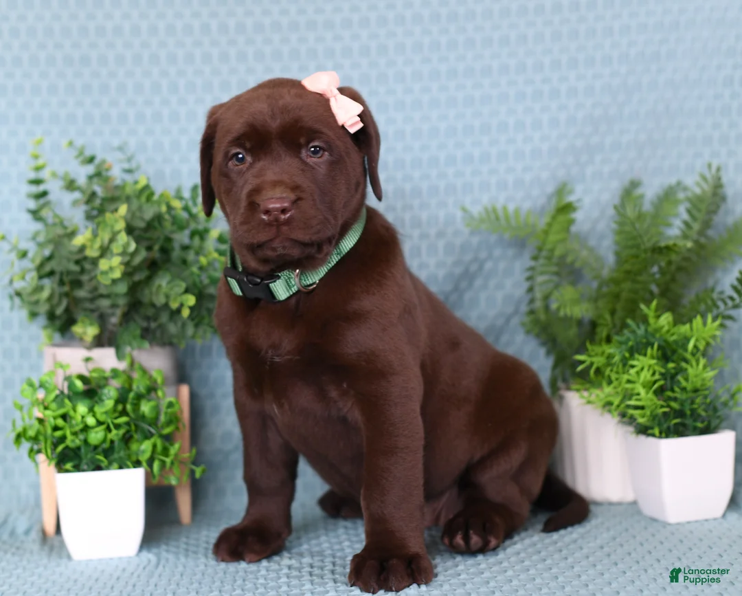 Labrador Retriever dogs for sale: Labrador Retriever Missy - Ad 3