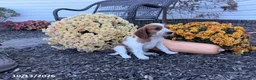 Welsh Springer Spaniel dogs for sale: Lassie - Ad 8