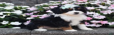 Mini Bernedoodle 4
