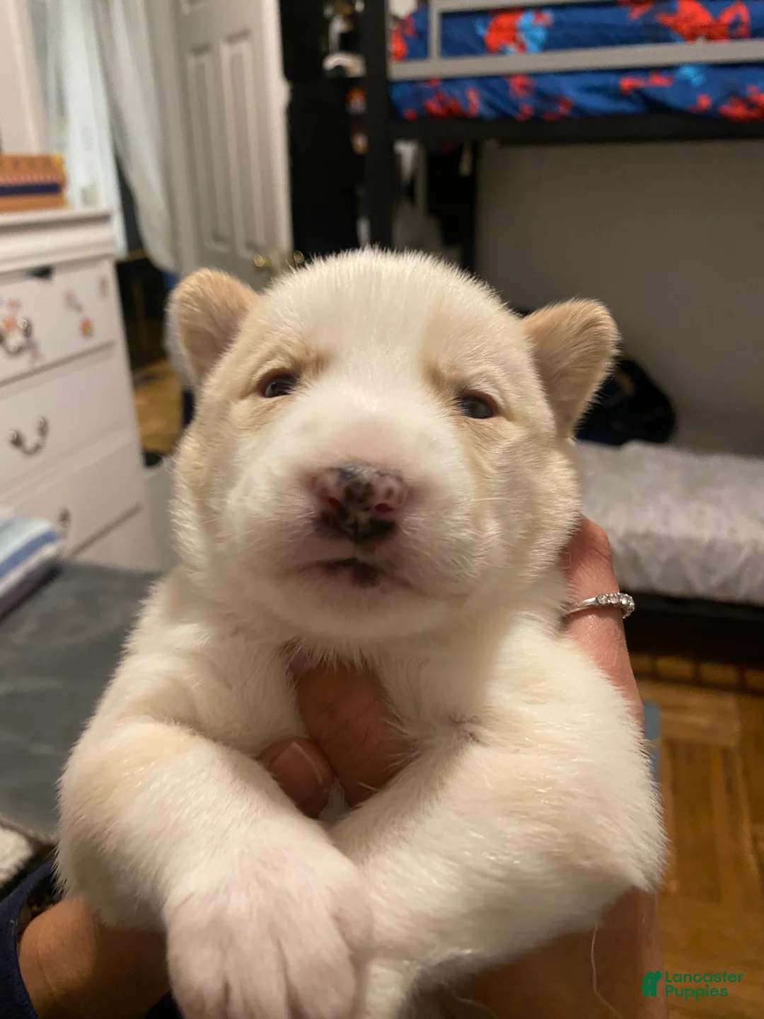 Siberian Husky dogs for sale: Caramel  - Ad 7