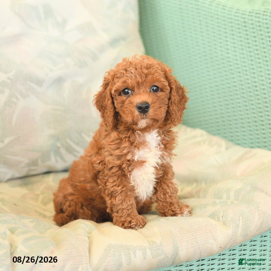 Cavapoo dogs Flo  - Ad 1