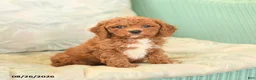 Cavapoo dogs for sale: Flo  - Ad 1
