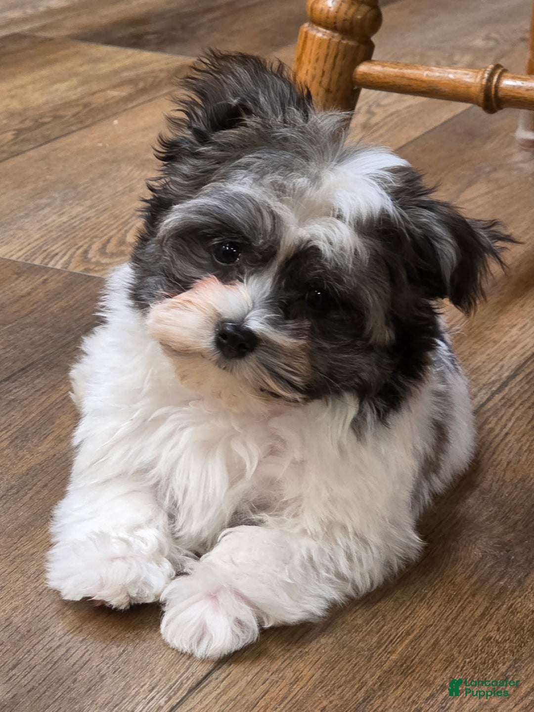 Havanese dogs for sale: Tin Tin - Ad 2